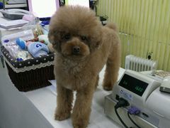 -瑞派宠物医院·24小时骨科·心脏·核磁(哈尔滨南岗店)