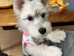 -帕帕拉兹宠物(亚洲旗舰店)