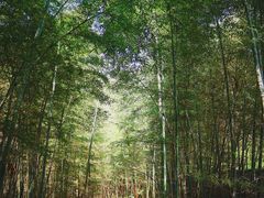 -象山森林公园
