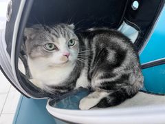 -乖乖宠物医院·猫科·急重症中心(车站北路分院)