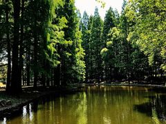 -上海共青森林公园