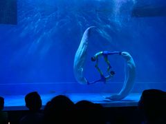 -芜湖新华联大白鲸海洋公园