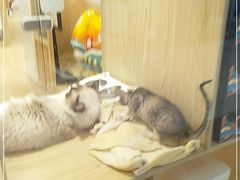 -屋虎猫馆(宝安大仟里店)