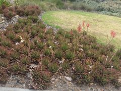 -墨尔本皇家植物园