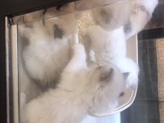 -藏猫猫咖啡主题馆(中央大道店)