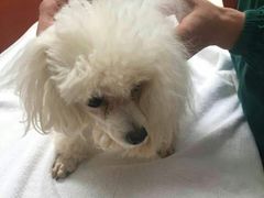 -惠康宠物医院(华能路店)