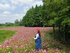 -溱湖国家湿地公园