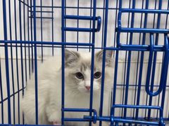 -可蒙动物医院·猫科·骨科中心(首义路店)