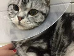 -康旭宠物医院(郑州总院)