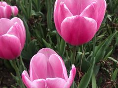 -上海鲜花港