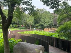 -陈家山荷花公园