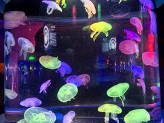 -太平洋海底世界