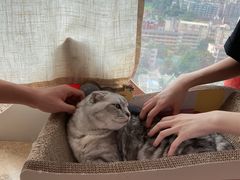 -Catmate·猫肥家润(金润铂宫店)
