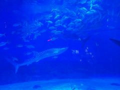 -烟台海昌鲸鲨海洋公园