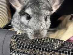 -瑞派·关忠动物医院·异宠专科·犬猫肿瘤·皮肤专科(望京店)