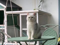 -喵屿·大理花园猫咖