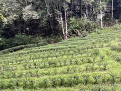 -武夷山风景名胜区-虎啸岩