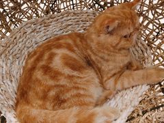 -飞行喵MR PILOT|猫舍·猫咖(静安大融城店)