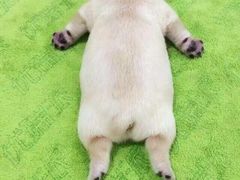 -绝城芋儿鸡(犀浦旗舰店)