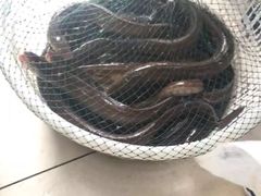 -宏源鑫海鲜餐厅·海景婚宴厅(石老人店)