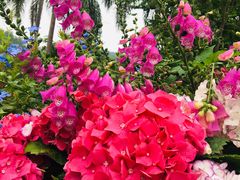 -深圳仙湖植物园