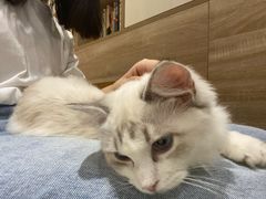-藏猫猫咖啡主题馆(中央大道店)