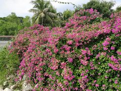 -深圳湾公园(南山区)
