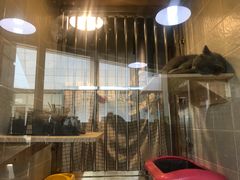 -1013 PET SHOP 宠物商店(近铁城市广场店)