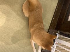 -逗柴咖啡屋·狗咖猫咖宠物桌游