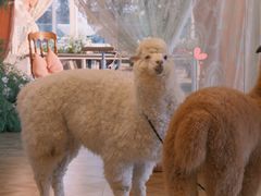 -Blue Concept Cafe&Farm·關於藍