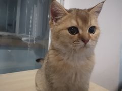 -袖虎·猫馆(体育西路店)