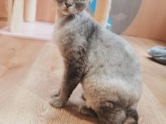 -MOCHA明星猫咖(田子坊店)