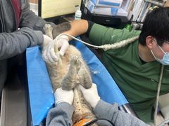 -瑞鹏宠物医院·内科·中兽医·骨科(苗圃店)