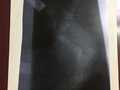 -辛巴宠物医疗中心·骨科·内分泌专科·心肾专科(亭林公园店)