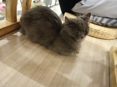 -飞行喵MR PILOT|猫舍·猫咖(静安大融城店)