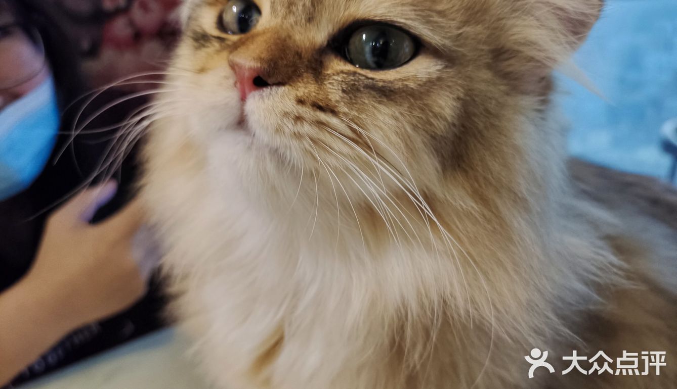 都给我去rua猫猫