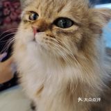 都给我去rua猫猫