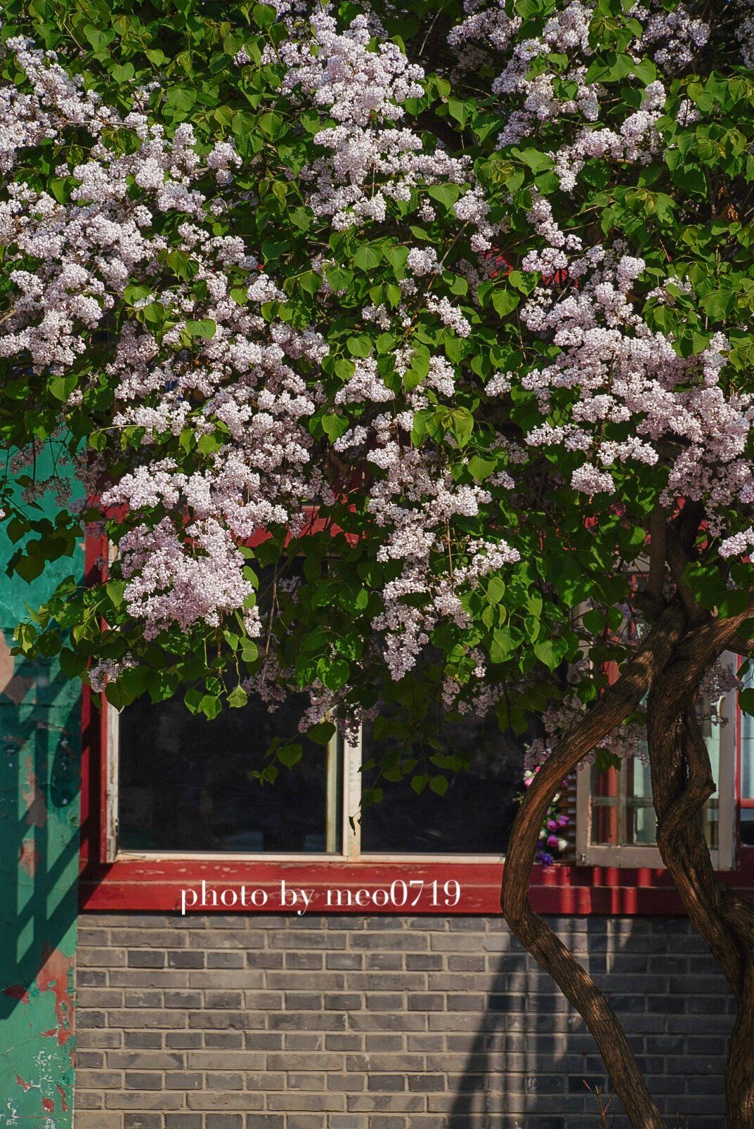 报国寺丁香花树