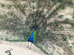 -祥源·阜阳生态乐园