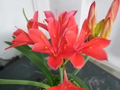 -知音酒楼(花园店)