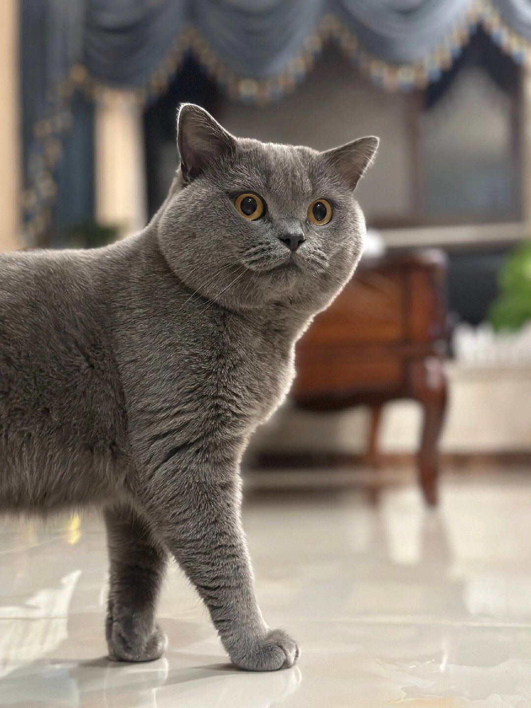 蓝猫长这样打几分?