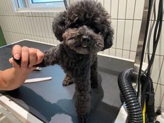 -電力宠物公司(武定路店)