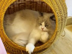 -猫咪派对(江南西店)