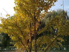 -苏州国际教育园