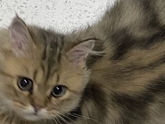 -瑞派康怡24h宠物医院·犬猫医疗中心·微创绝育(瑞景分院)