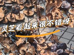 -清平中药材专业市场