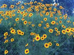 -白鹭湾湿地公园