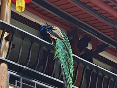-都江堰普照寺