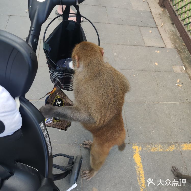 猴岛，万宁市陵水黎族自治县