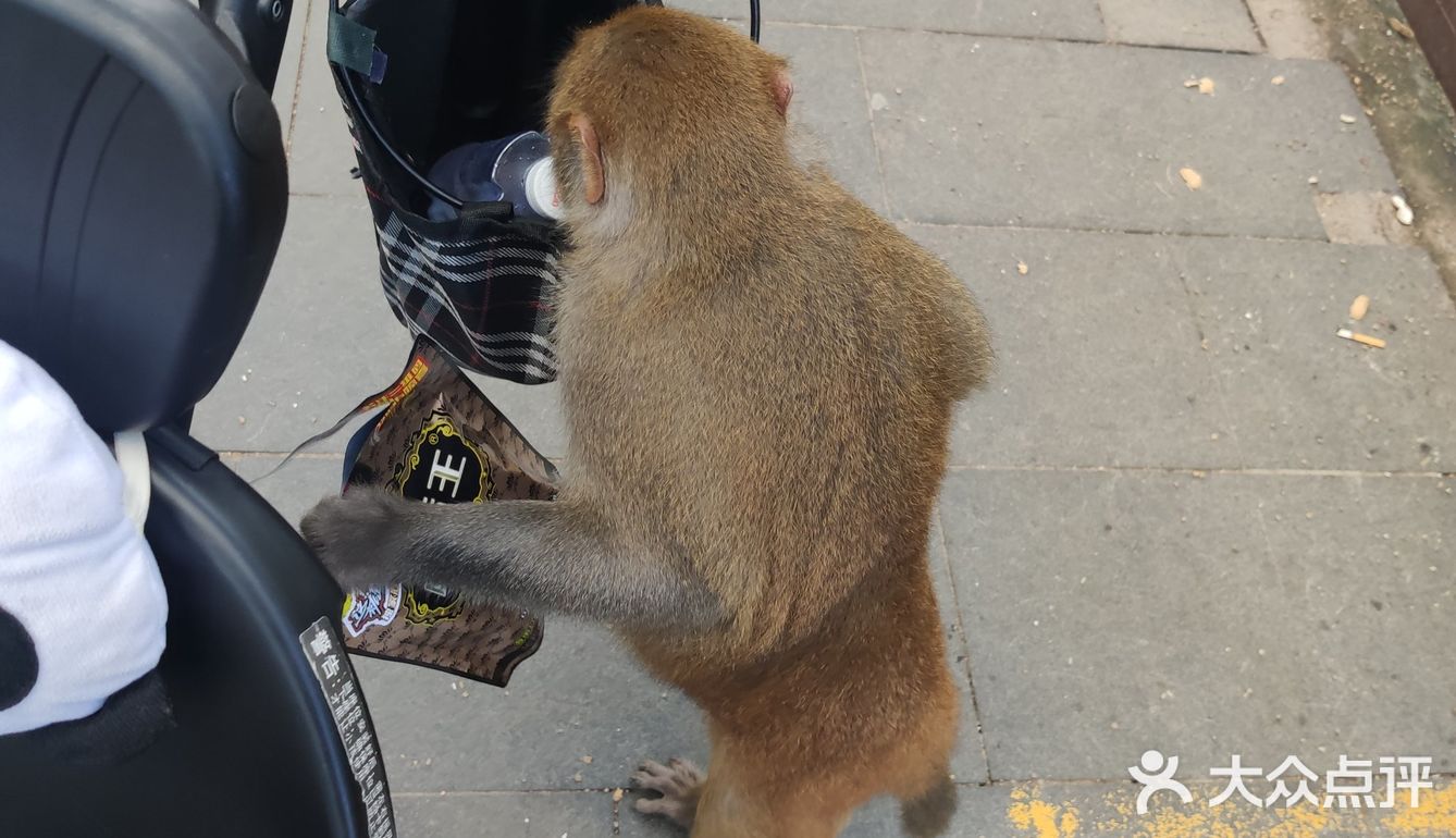 猴岛，万宁市陵水黎族自治县